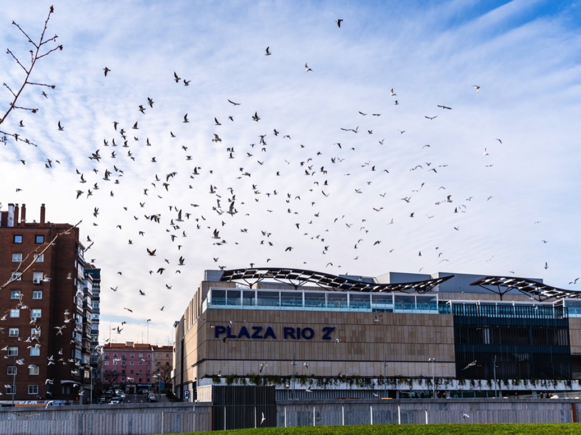 Gaviotas sobrevuelan Madrid