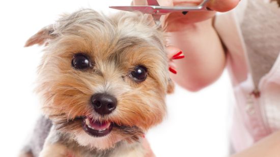 yorkshire en la peluquería