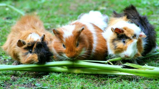 cobayas comiendo juntas