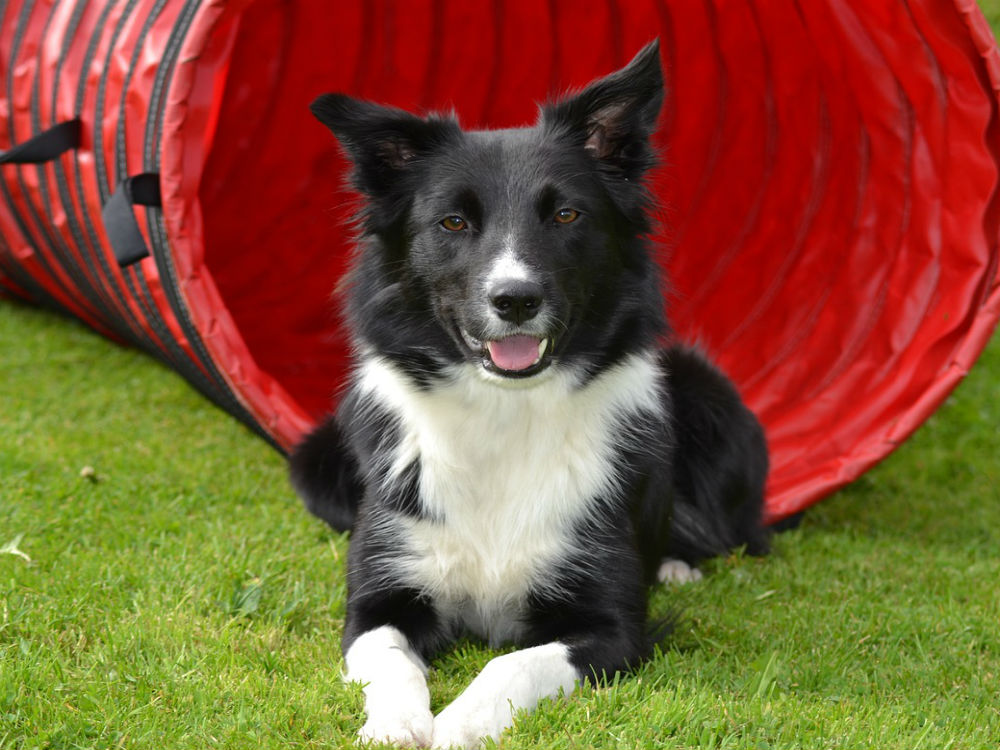 border collie haciendo agility