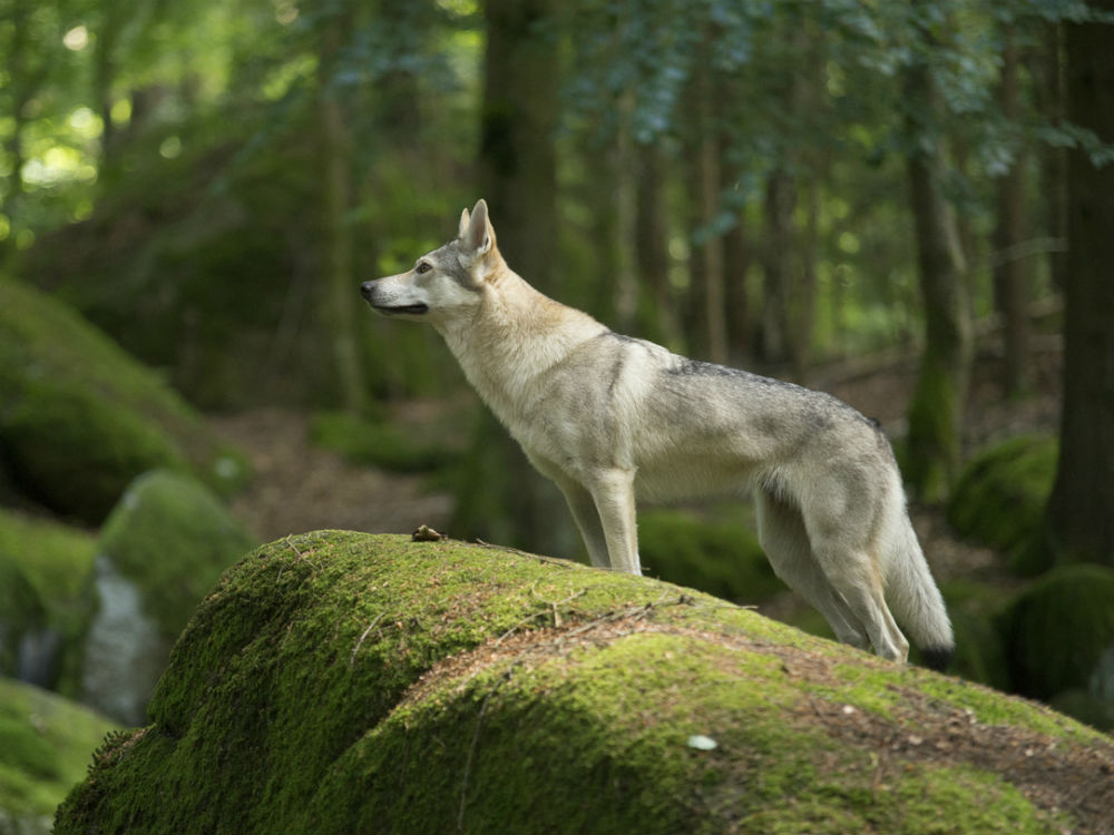 lobo en el bosque