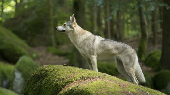 lobo en el bosque