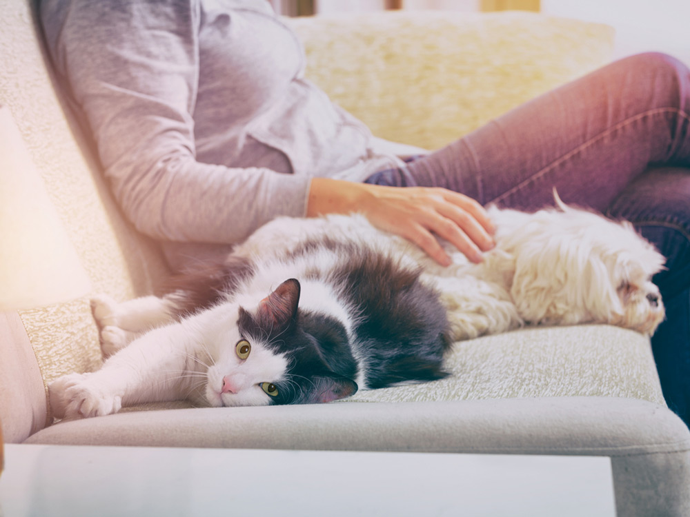 Perro y gato con chica