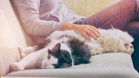 Perro y gato con chica