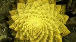 Romanesco