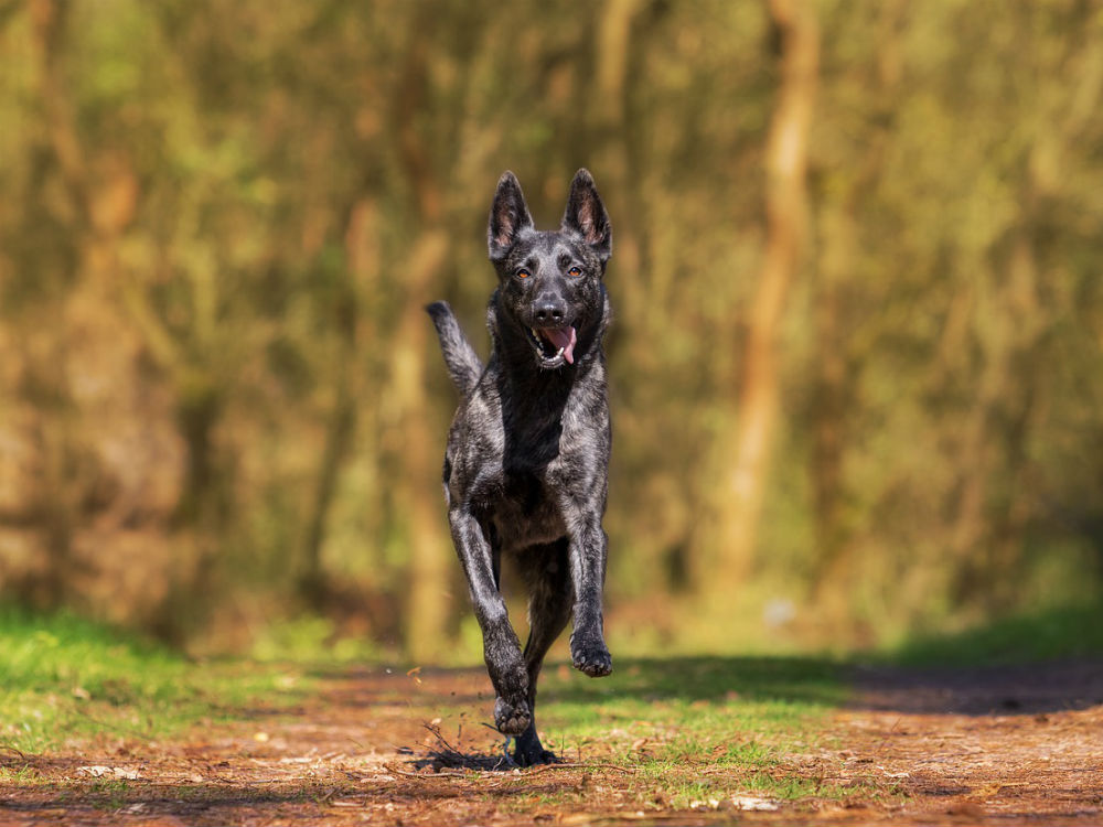 perro en la naturaleza