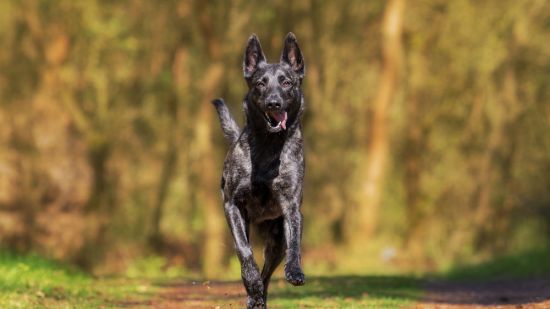 perro en la naturaleza