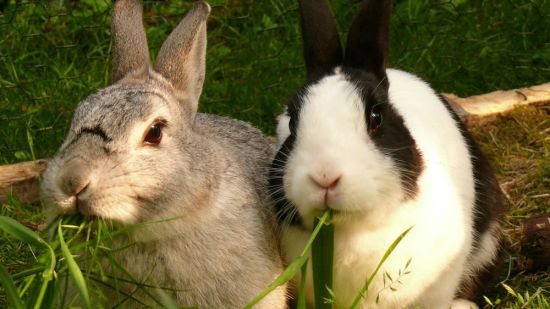 pareja de conejos