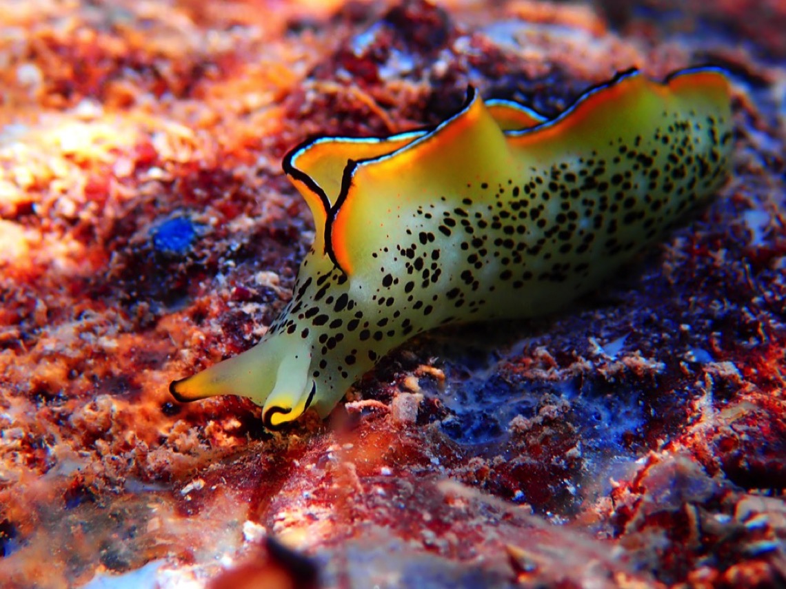 Animales fotosíntesis