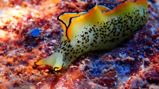 Animales fotosíntesis