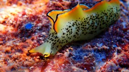 Animales fotosíntesis