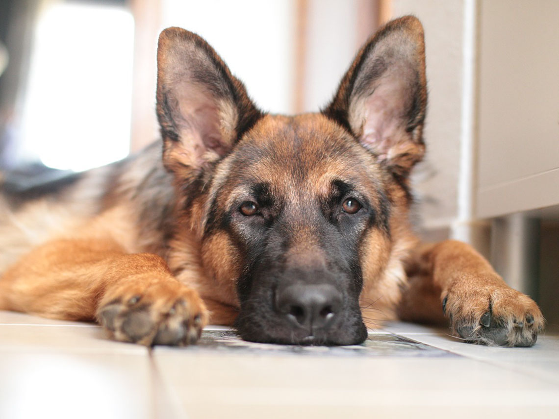 pastor alemán tumbado