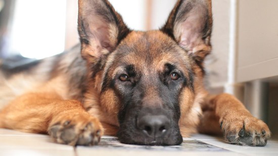 pastor alemán tumbado