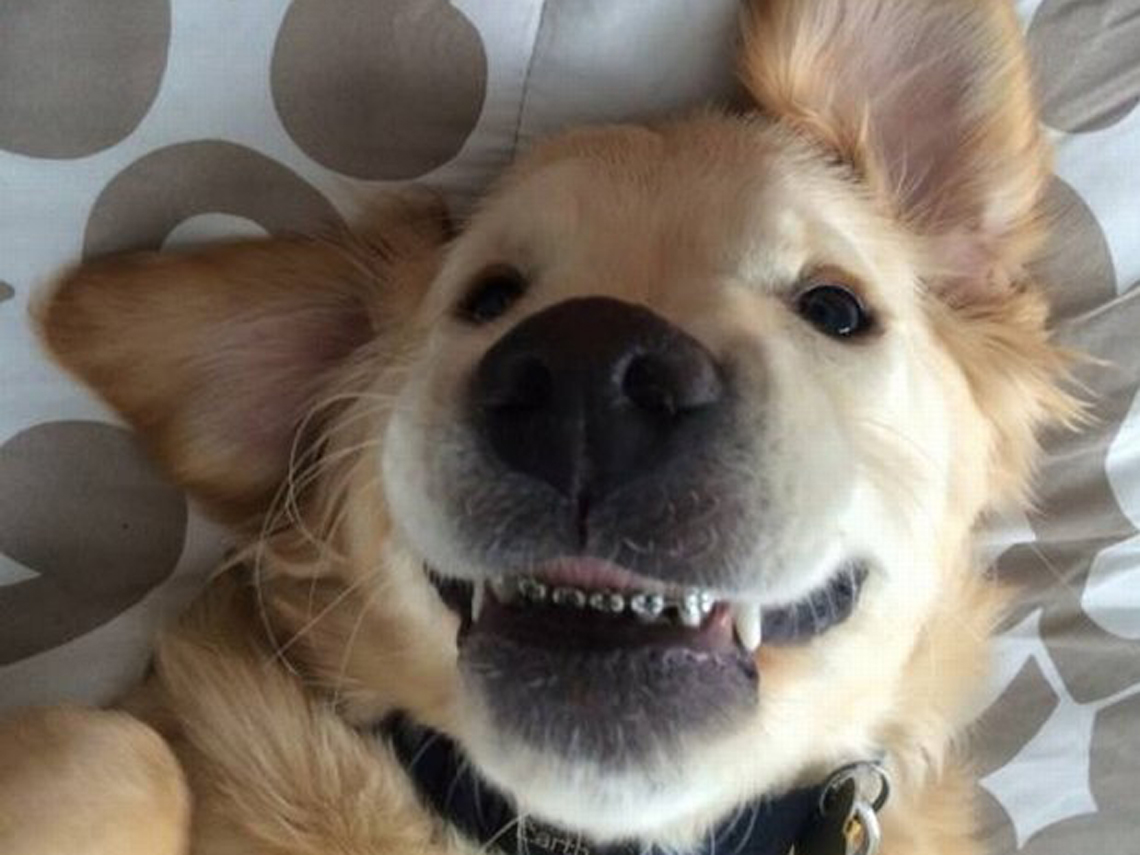 Perro con brackets