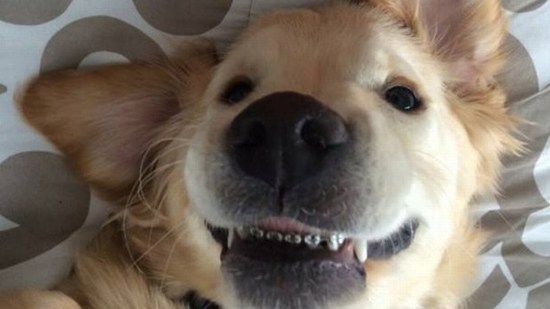Perro con brackets
