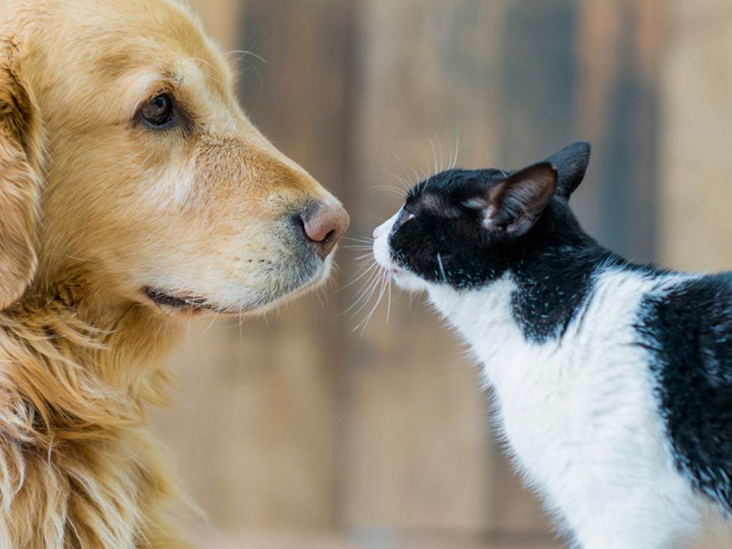 Perro labrador y gato manchas mirándose