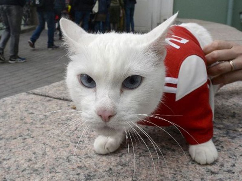 Aquiles el gato blanco que pronostica el mundial 2018