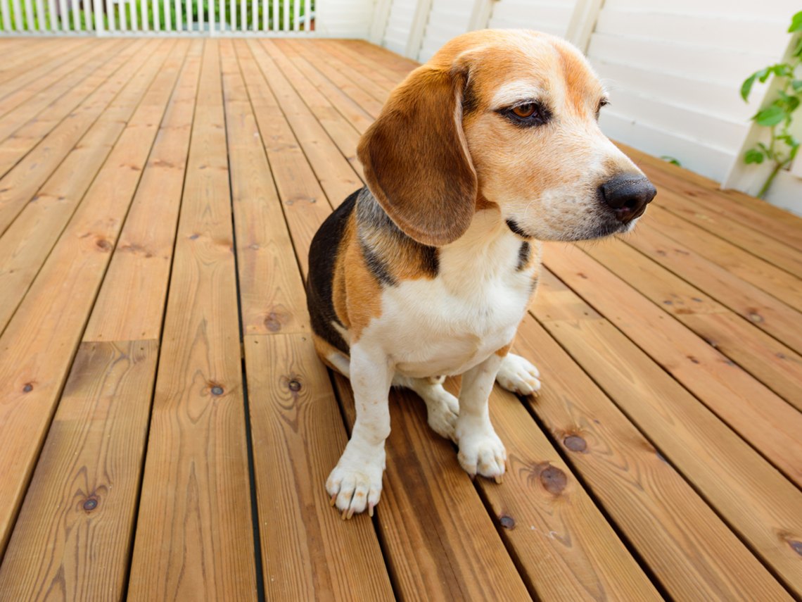 Perro sentado en terraza de madera