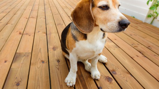 Perro sentado en terraza de madera