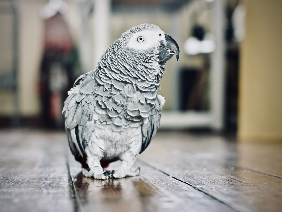 Loro gris caminando por suelo