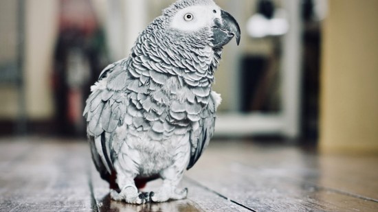 Loro gris caminando por suelo