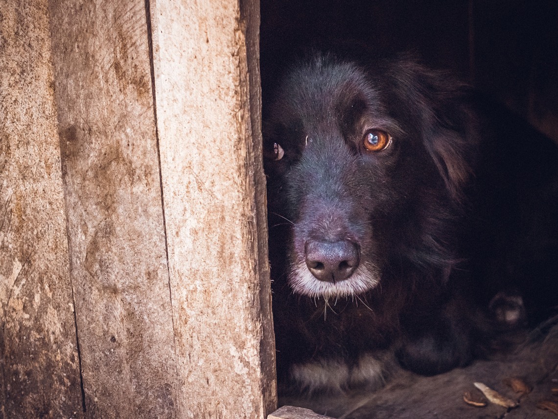 perro negro escondido