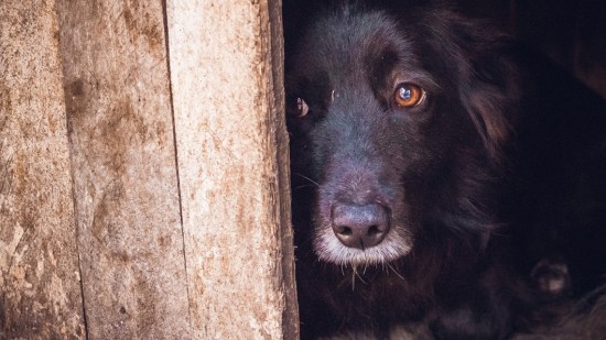 perro negro escondido