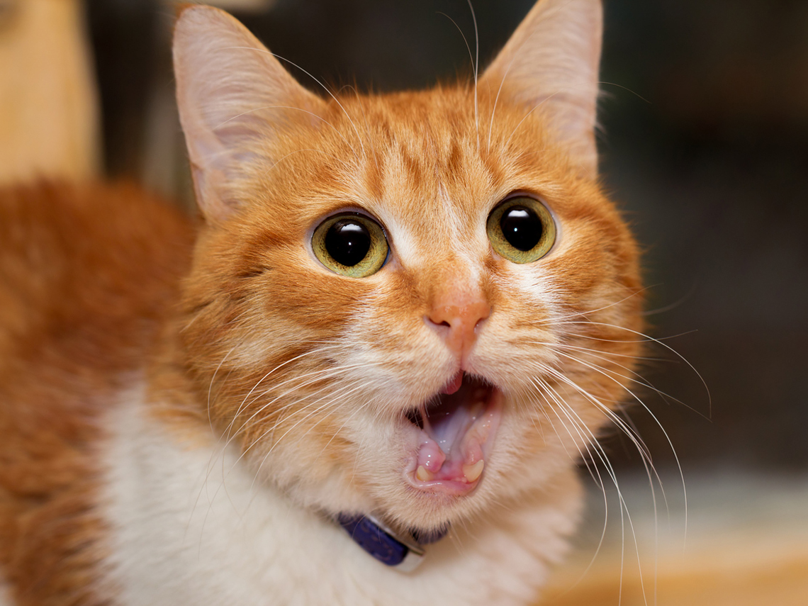 foto gato mueca asco