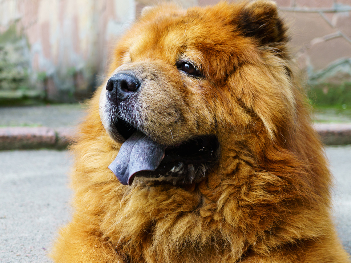 chow chow lengua negra