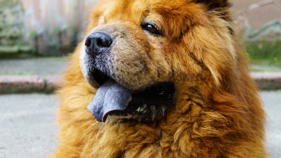 chow chow lengua negra