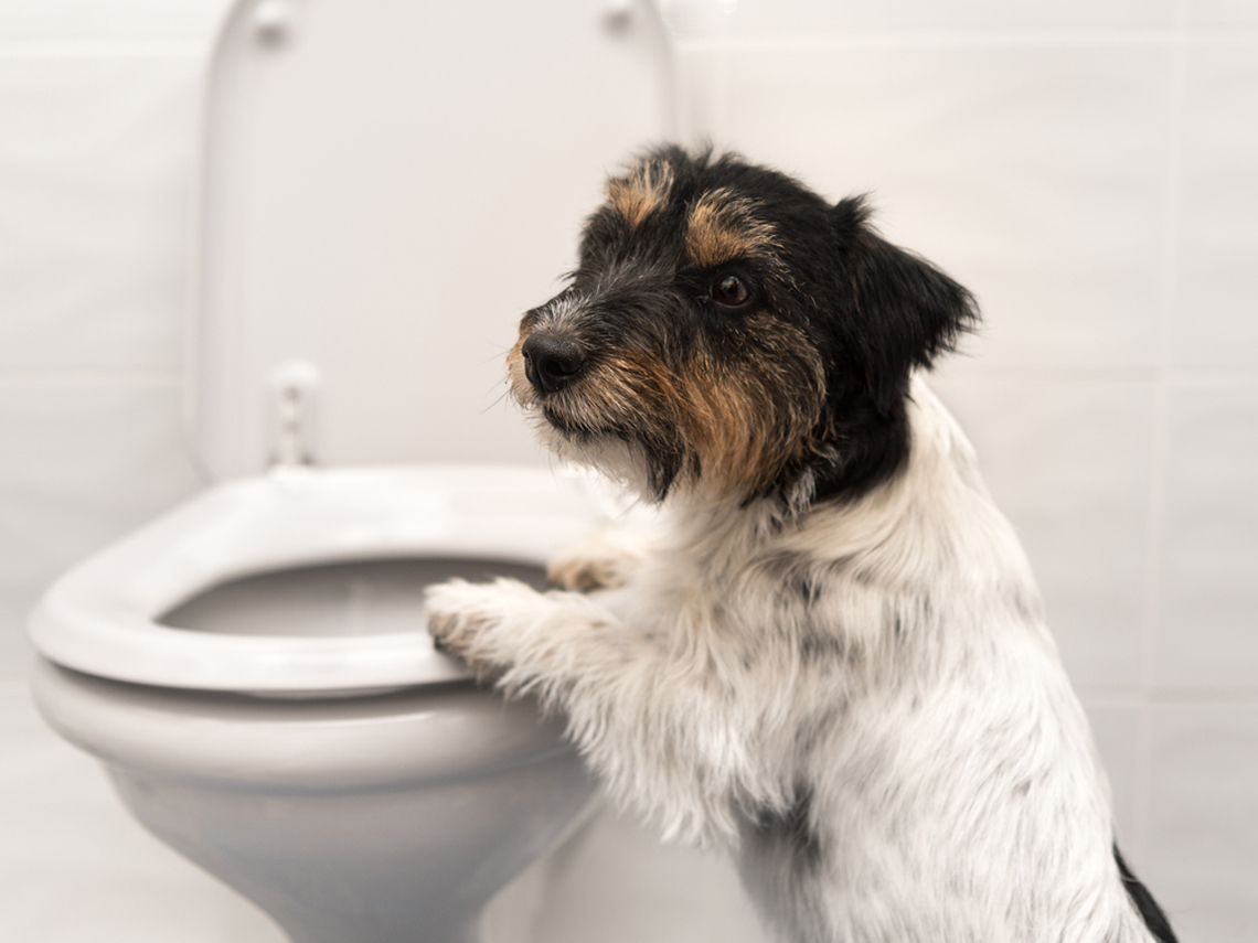Perrito apoyado en el inodoro.
