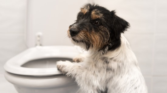 Perrito apoyado en el inodoro.