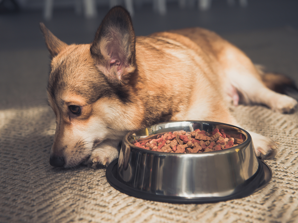 Perrito tumbado junto al cuenco de comida.