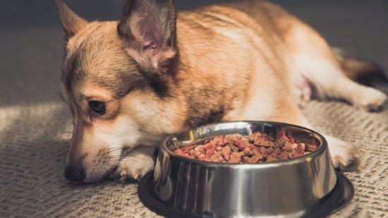 Perrito tumbado junto al cuenco de comida.