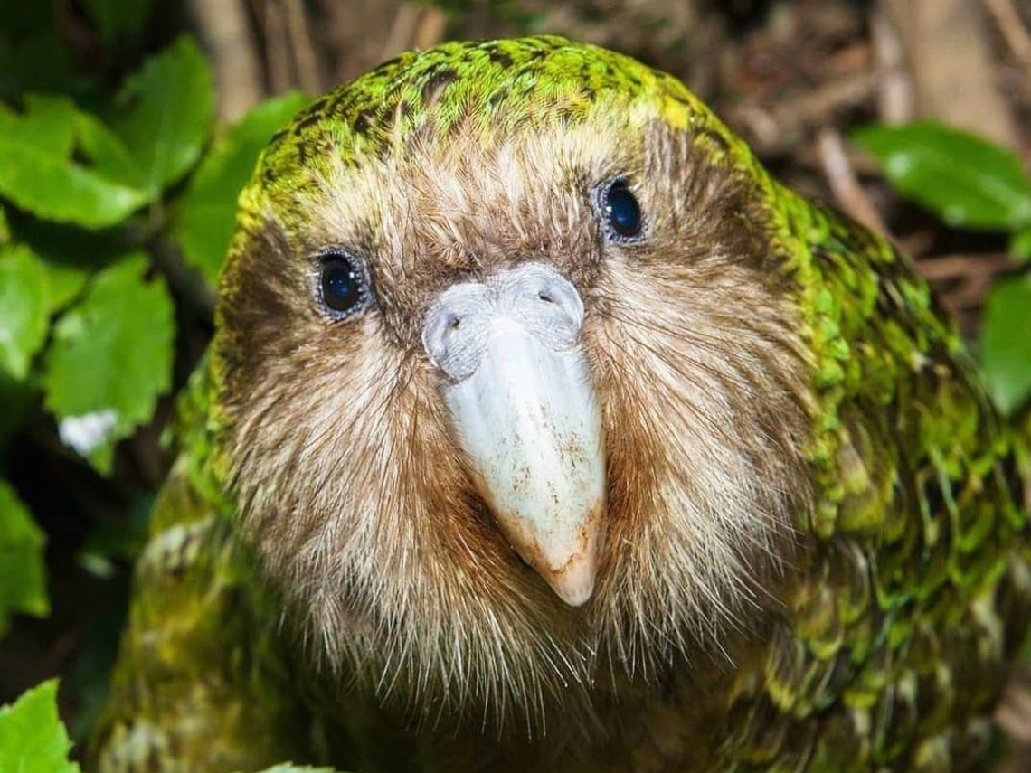 Loro kakapo