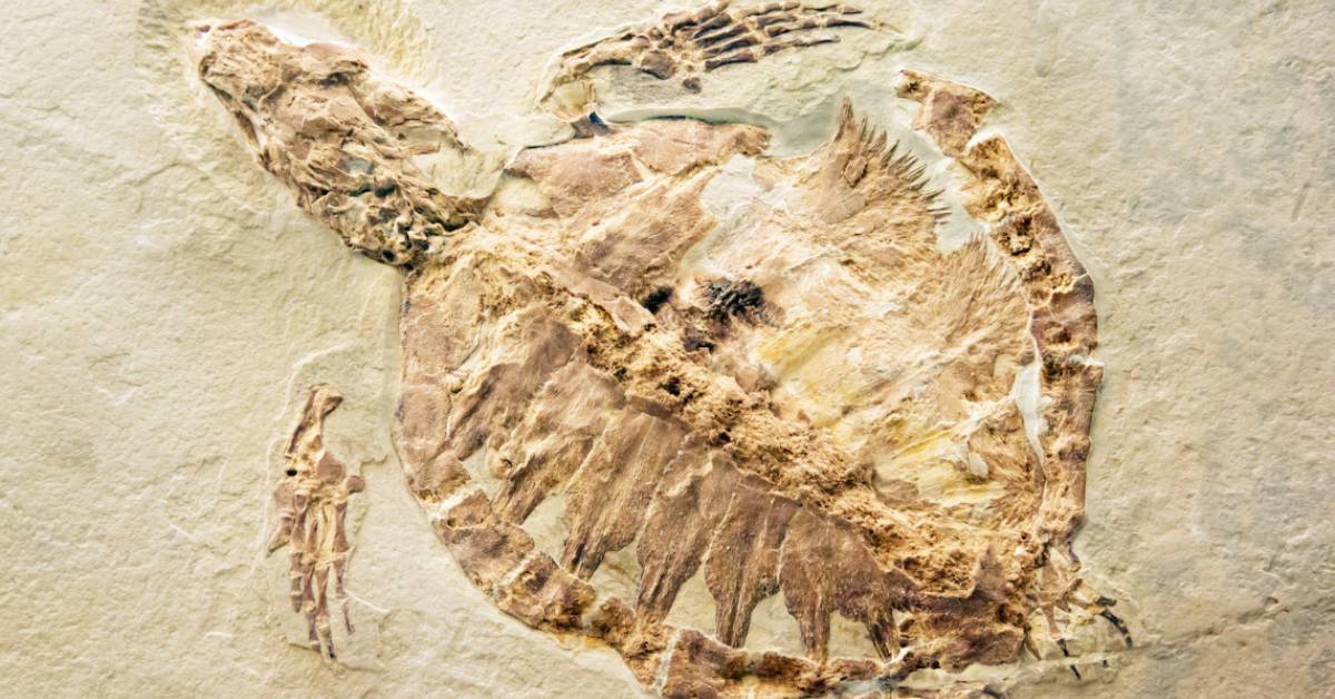 Origen de las tortugas