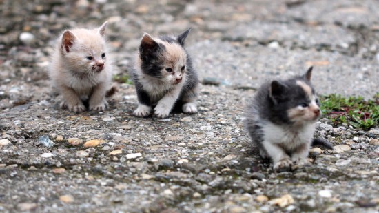 Gatitos abandonados