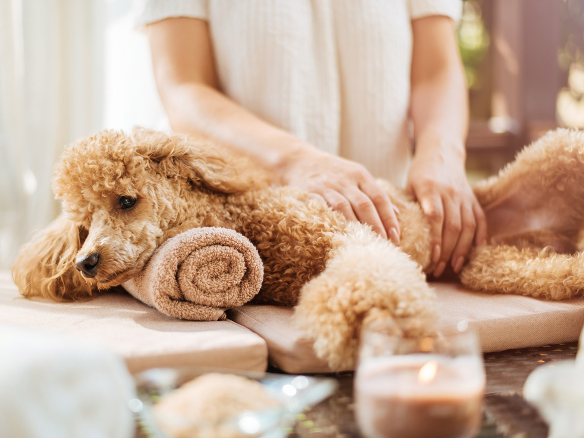 Mujer dándole un masaje a un perro