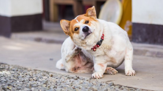 Cómo eliminar las pulgas en perros y en nuestra casa