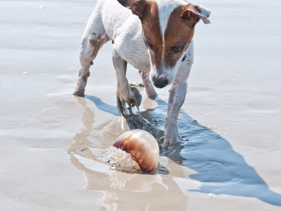 Perro y medusa