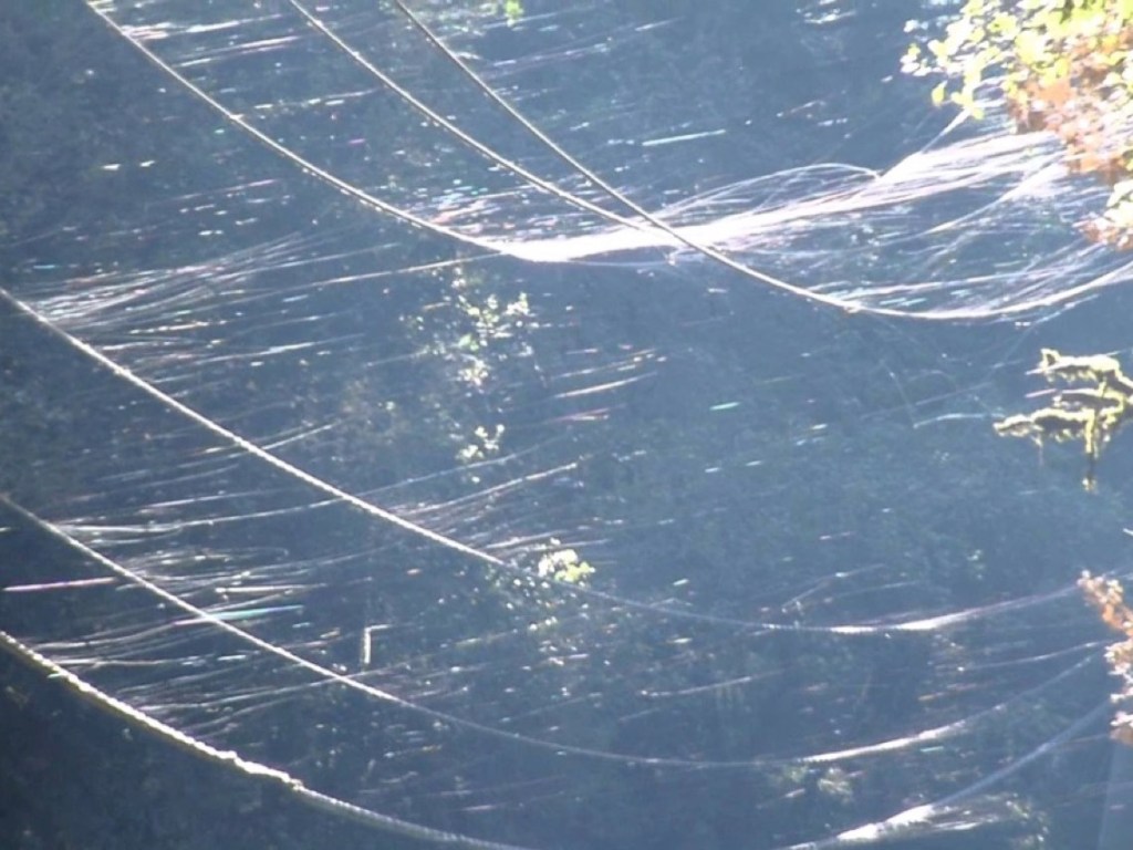 animales que planean sin alas