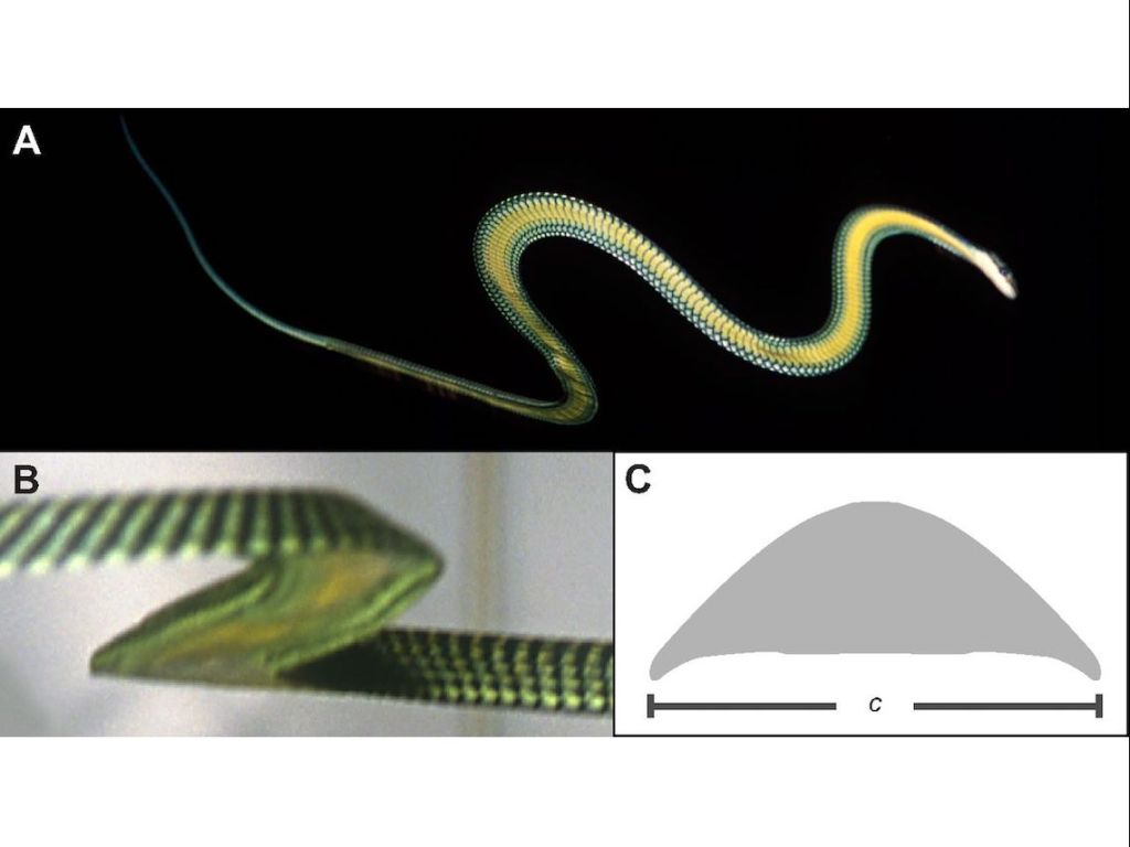 animales que planean sin alas