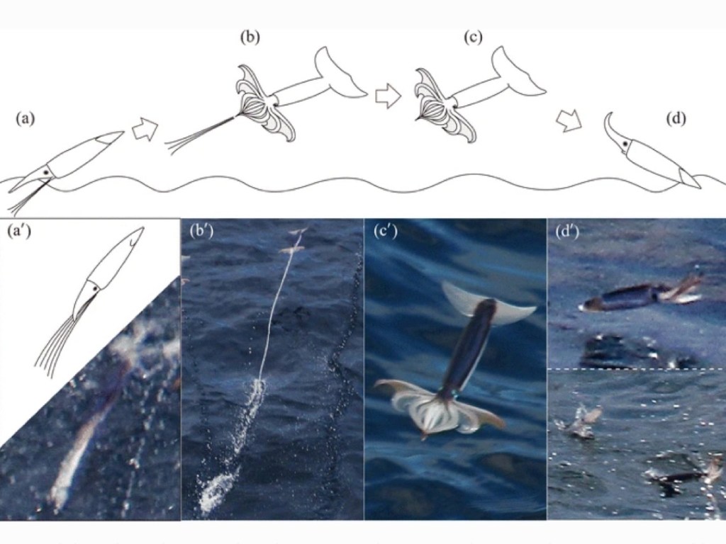 animales que planean sin alas