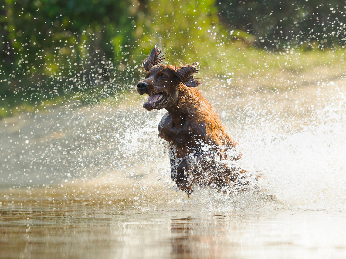 Perrito chapoteando en el agua del río