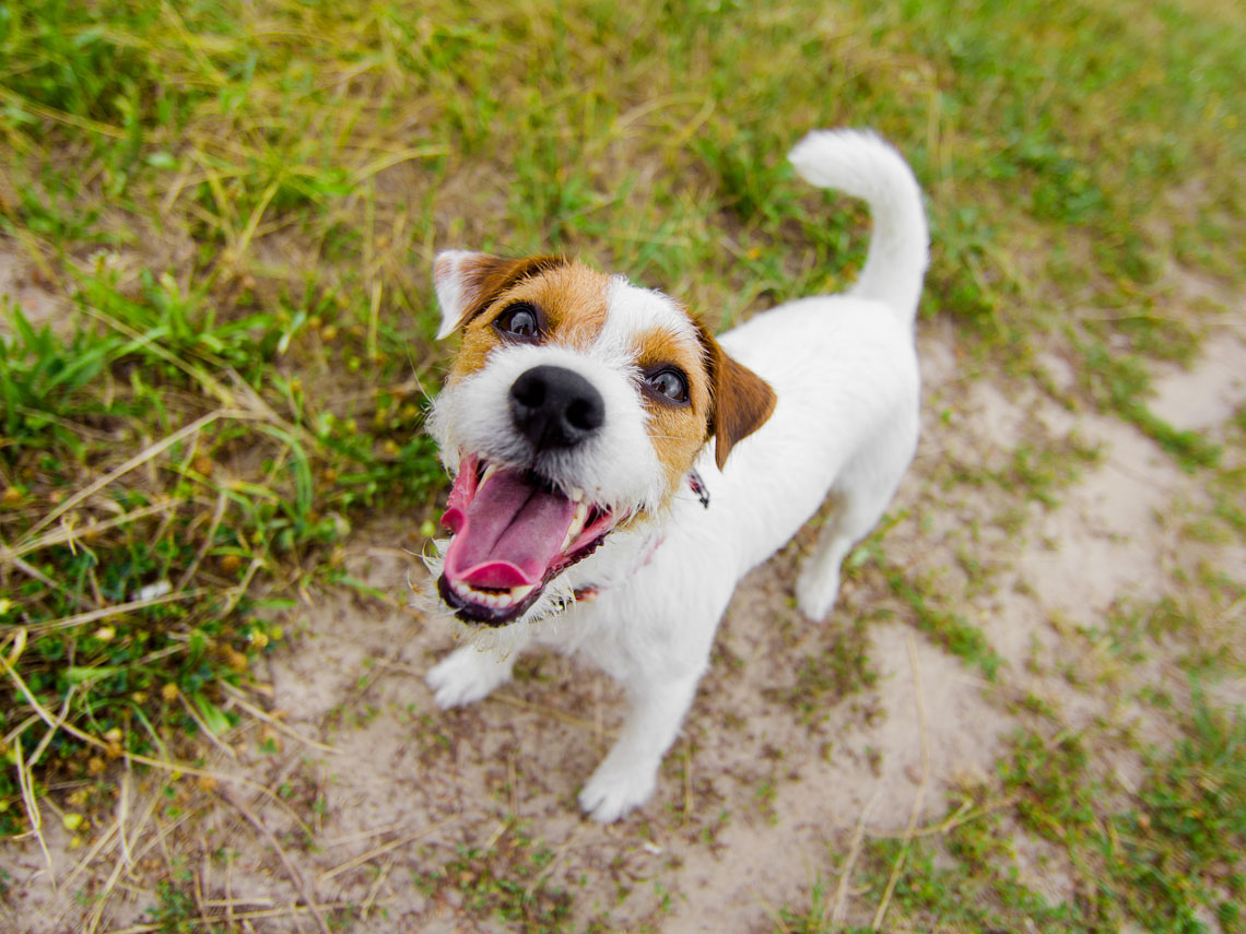 Perro con la boca abierta