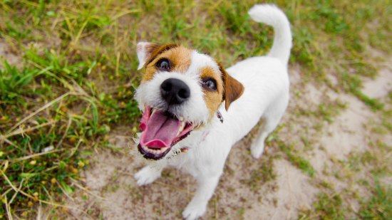 Perro con la boca abierta