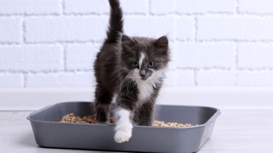 cachorro de gato gris