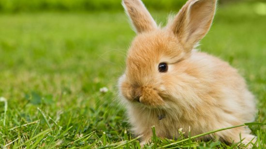 Conejo bebé
