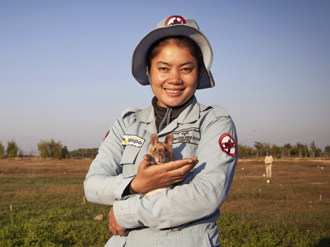 ¿Cómo pueden las ratas ser útiles en una guerra?