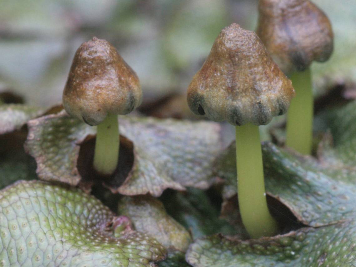 las primeras plantas terrestres